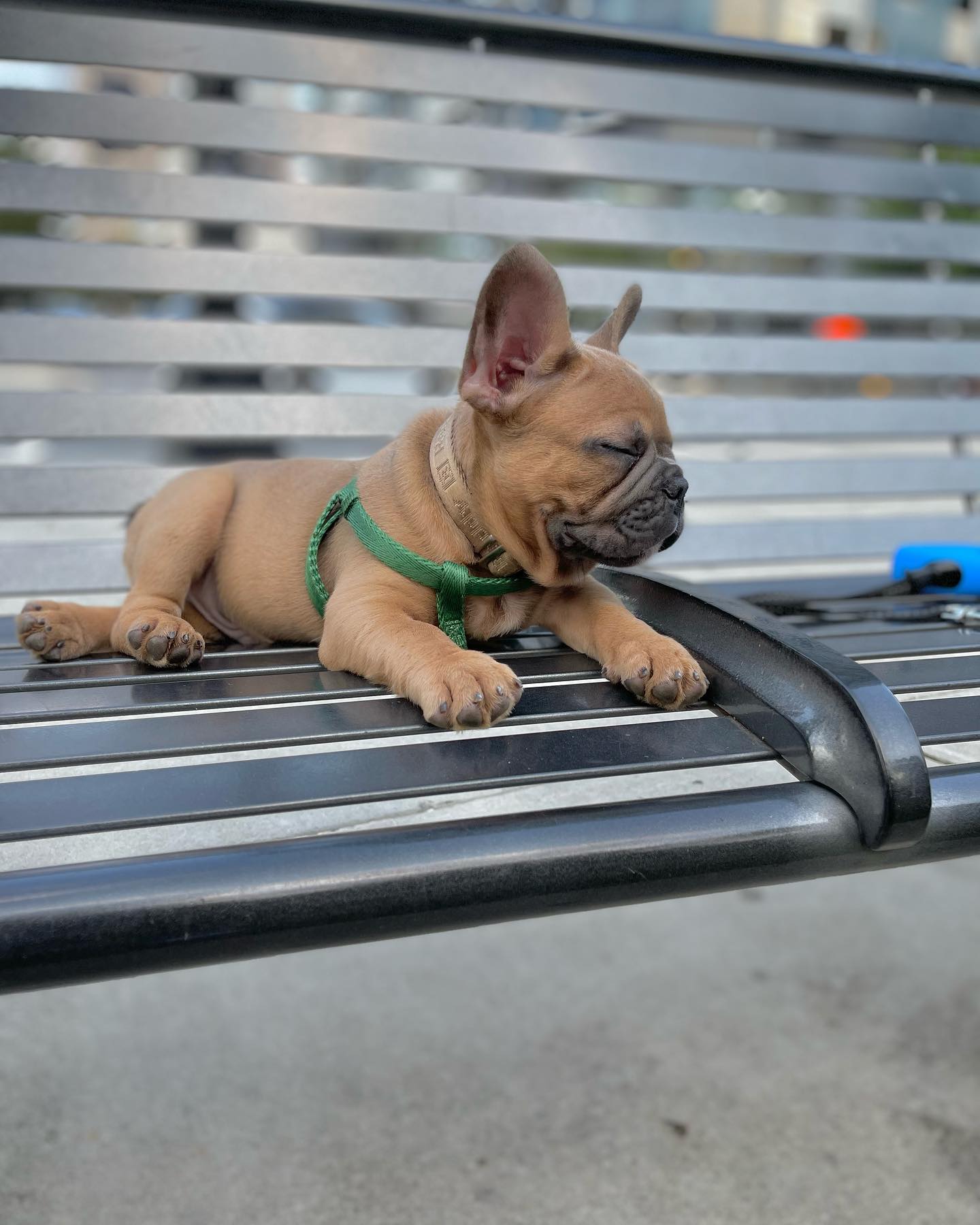 brooklyn_thefrenchbulldog_1663456784_2929610300064666636_52605362556