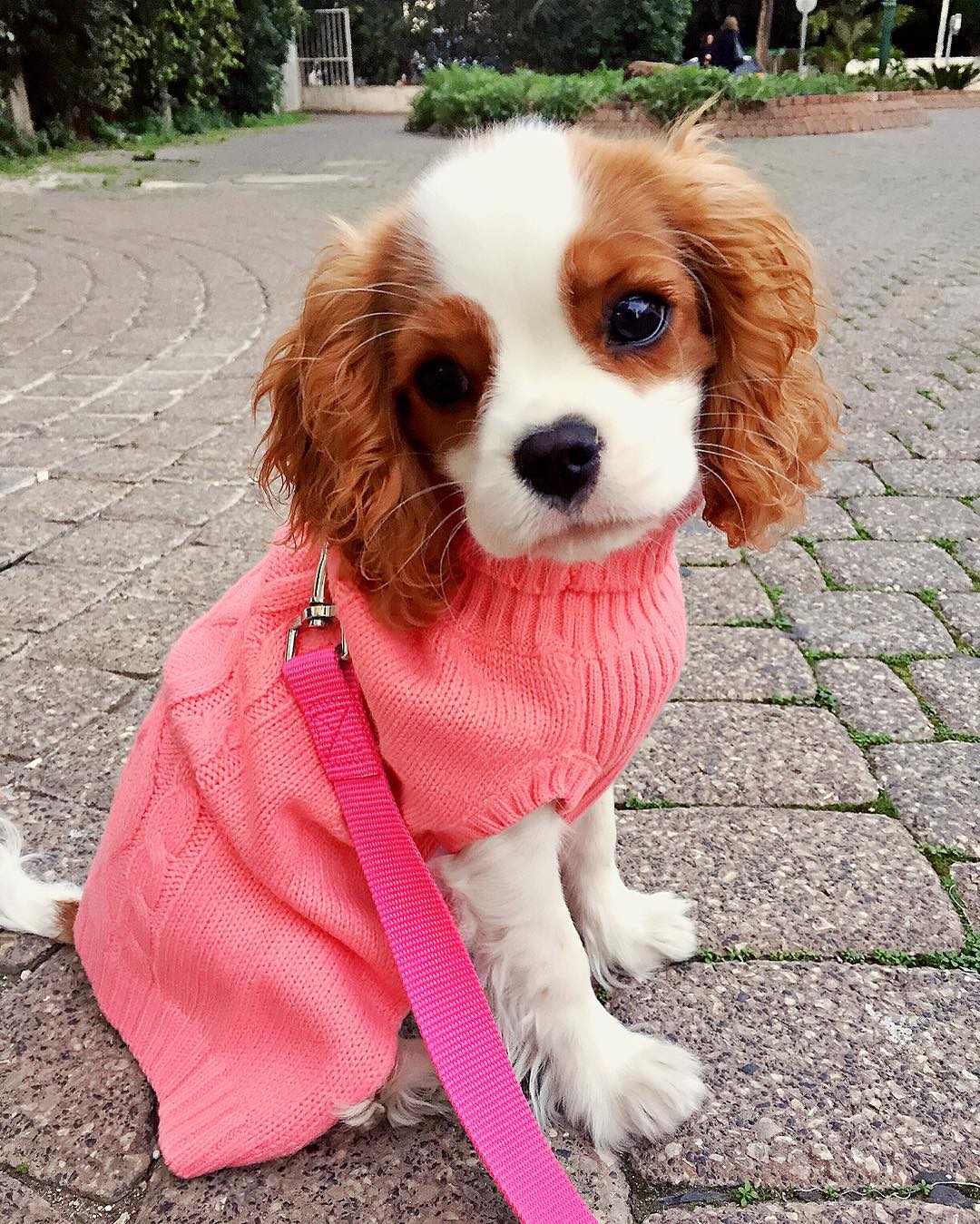 elizabeth_the_cavalier_1485149320_1433858880538051537_4220818312 elizabeth_the_cavalier_1485149320_1433858880538051537_4220818312