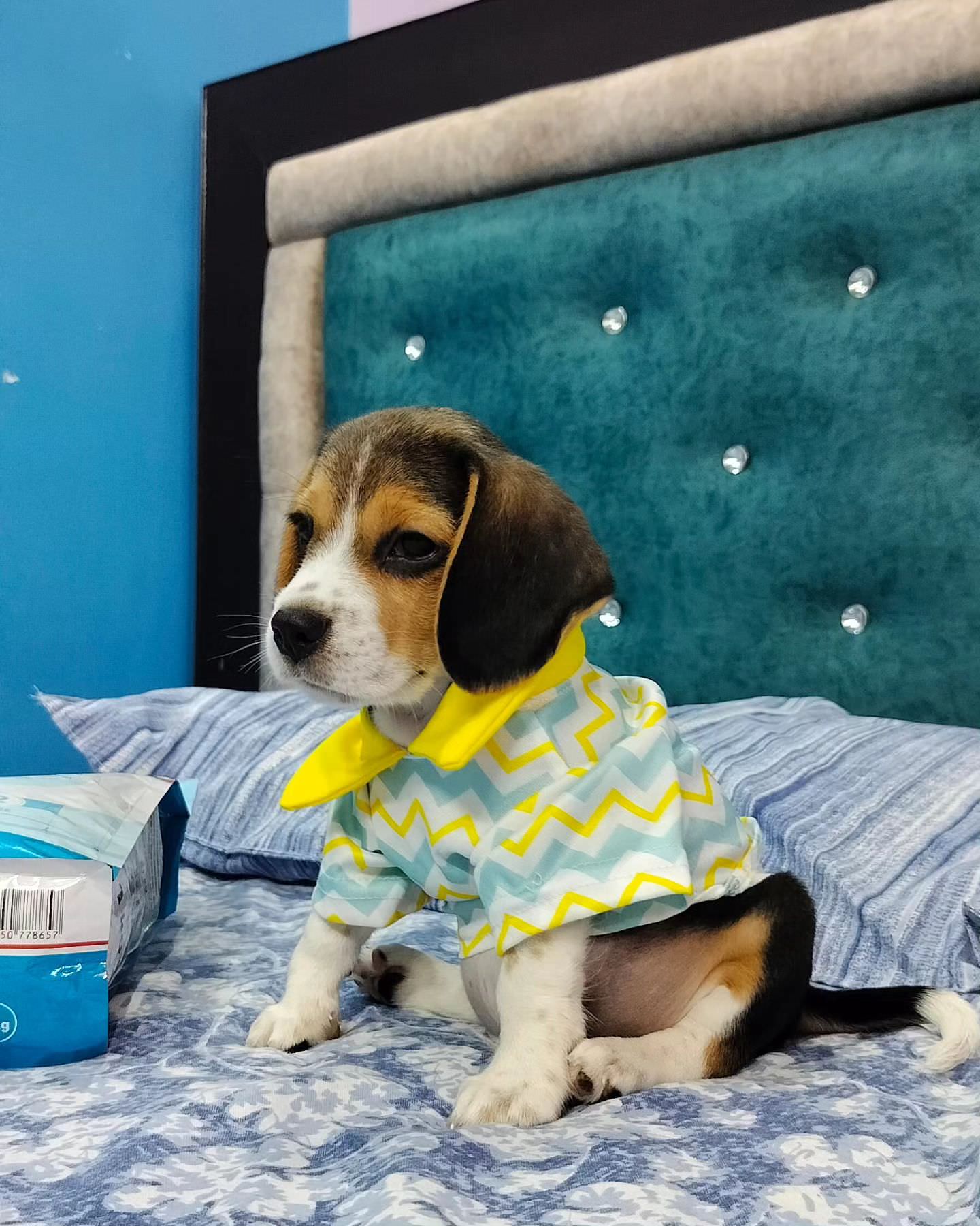 __leo__puppy___1692015711_3169179942586812915_60926488532