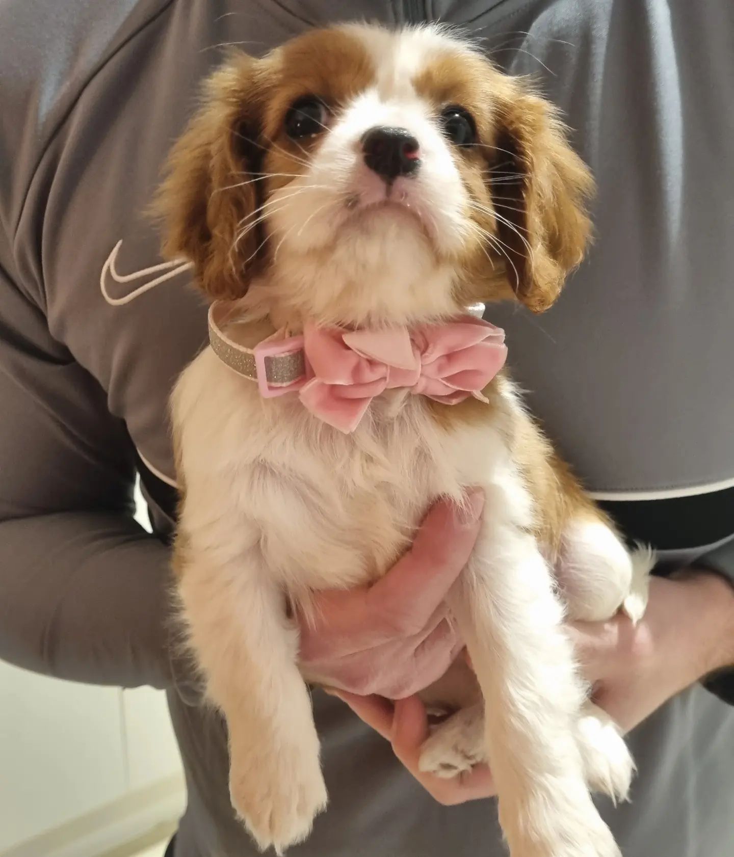 molly.kingcharlescavalier_1683746990_3099816886652596156_59593125107 molly.kingcharlescavalier_1683746990_3099816886652596156_59593125107