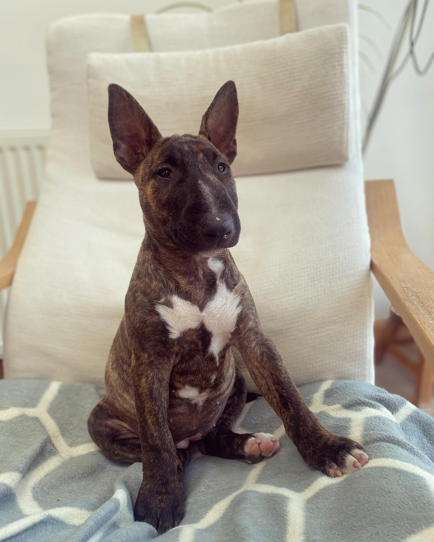 ourbullterrier_bonnie_1655477132_2862672126194038599_53596270087