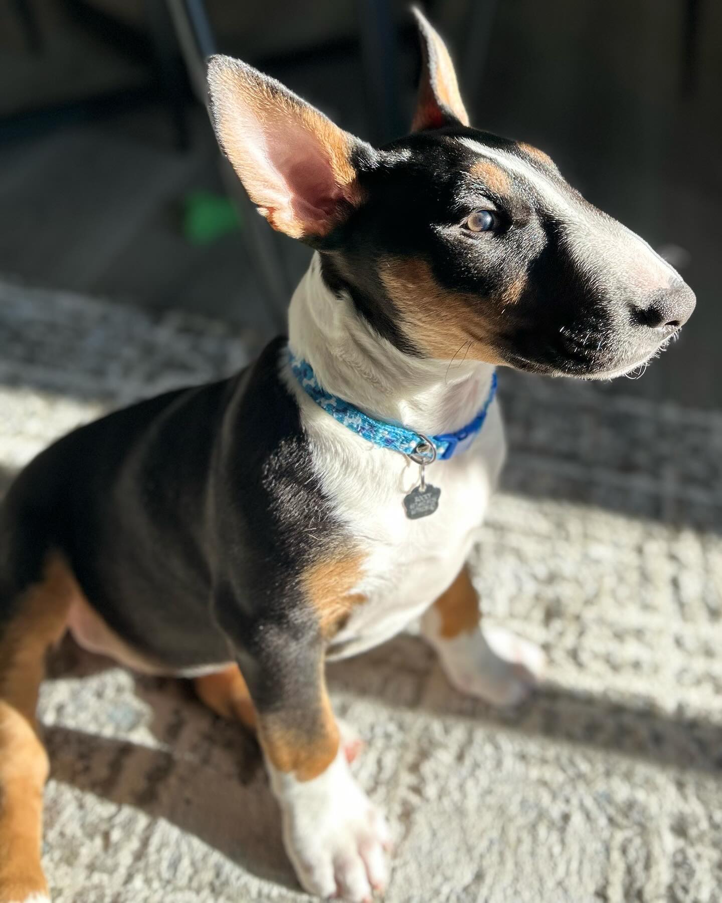 rocky__bull_terrier_1710953702_3328043330687213224_65227558723