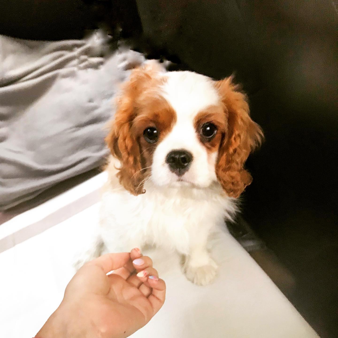 vigo_thecavalier_1579301534_2223664898114035126_27989884756 vigo_thecavalier_1579301534_2223664898114035126_27989884756