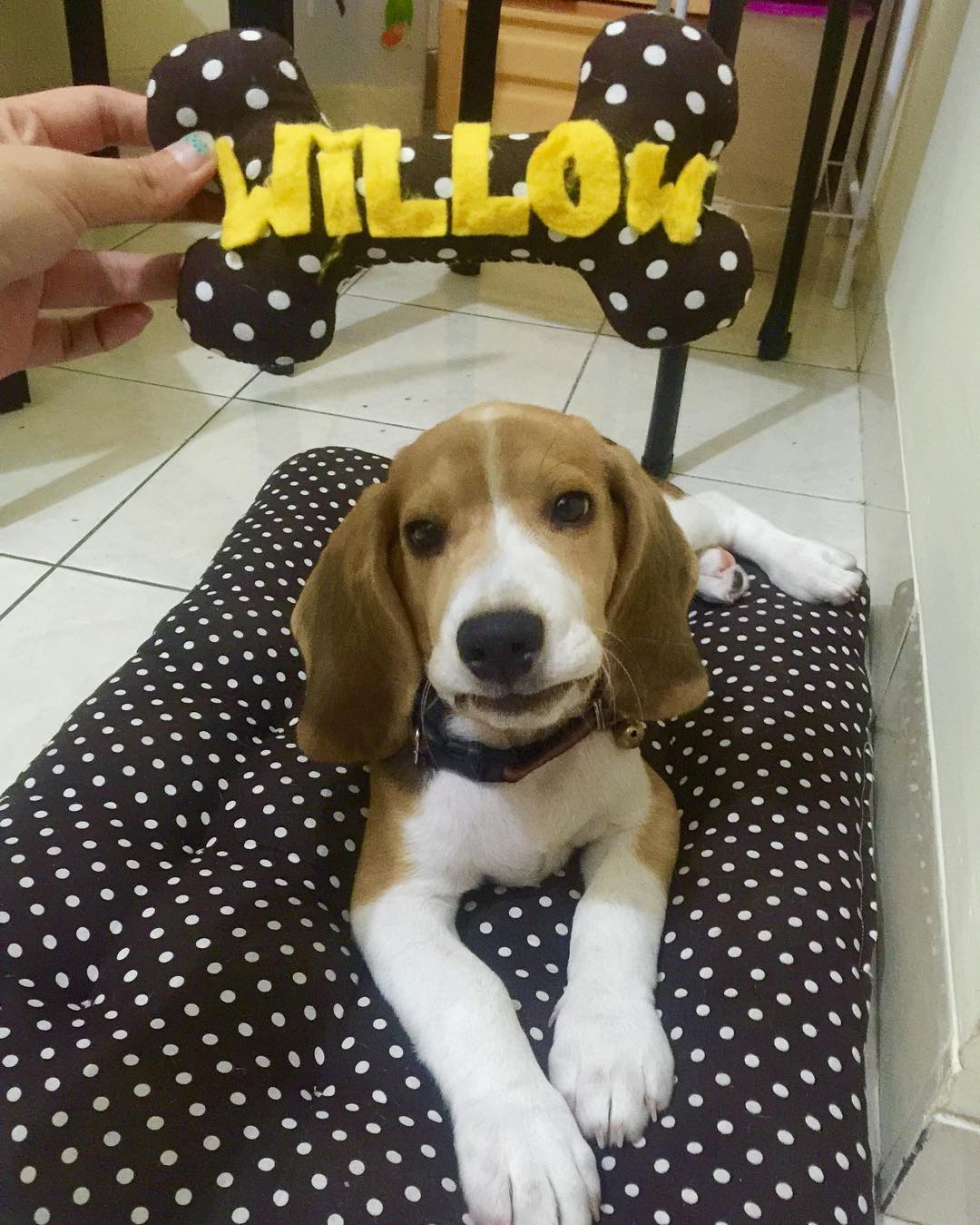 willow_beagle_1474726618_1346426921215315362_3604935077