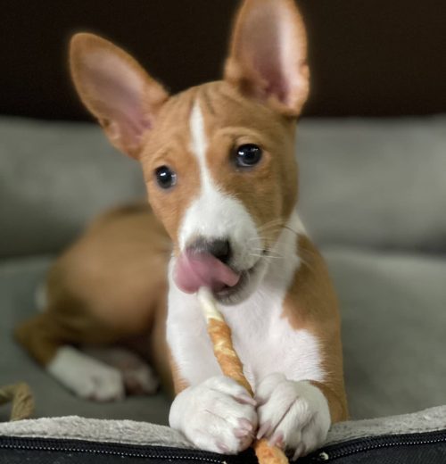 basenji_lotta_1616065060_2532059703245249749_46660408633 basenji_lotta_1616065060_2532059703245249749_46660408633