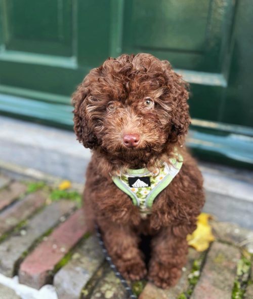 dutch_poodle_coco_1701345592_3247444658776908329_61587979863 dutch_poodle_coco_1701345592_3247444658776908329_61587979863