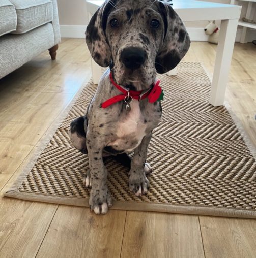 great.dane.gracie_1633982215_2682359695894709346_49986433330 great.dane.gracie_1633982215_2682359695894709346_49986433330