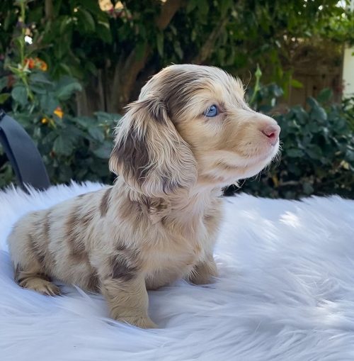 honeydewthedachshund_1591482085_2325842764829143725_34677388301