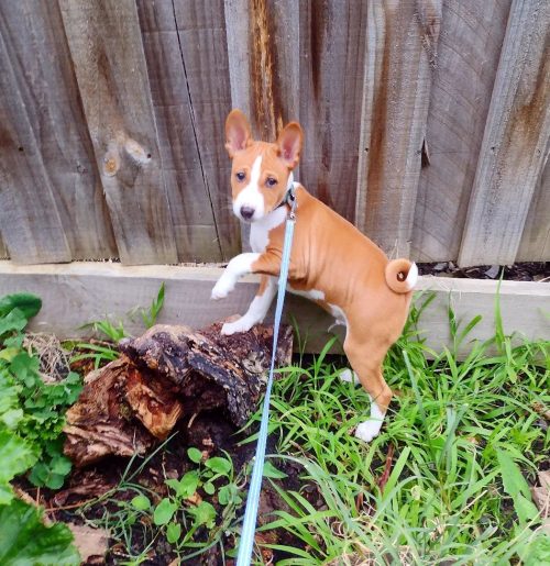 luba.basenji_1660729306_2906730556152422608_54663808070 (1) luba.basenji_1660729306_2906730556152422608_54663808070 (1)