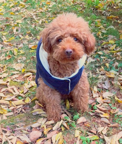 poodle.puffy_1514344554_1678766254460469408_6809358870 poodle.puffy_1514344554_1678766254460469408_6809358870