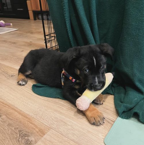 remy.unleashed_1726370686_3457370366281154368_42132698084 remy.unleashed_1726370686_3457370366281154368_42132698084
