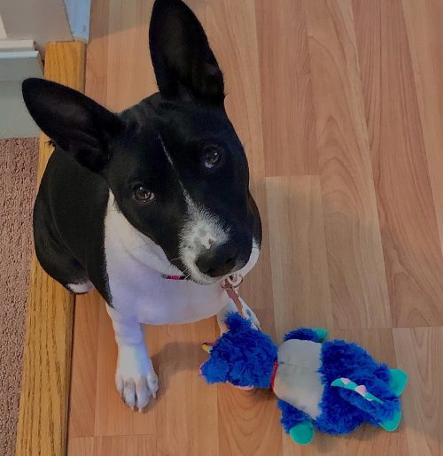 squeakthebasenji_1621798022_2580151280106624619_47472167196 squeakthebasenji_1621798022_2580151280106624619_47472167196