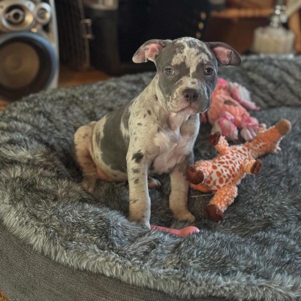 storm_the_american_bully_1727735758_3468821420475914481_69653539902 storm_the_american_bully_1727735758_3468821420475914481_69653539902