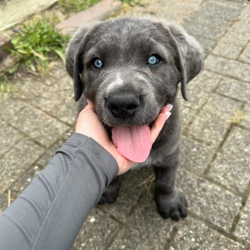 thecanecorso_ara_1 thecanecorso_ara_1