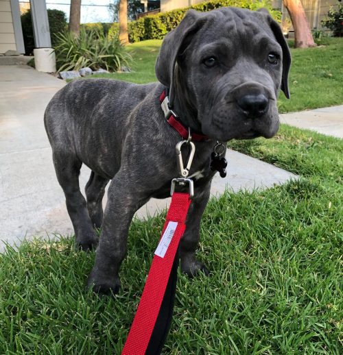 thor1 THOR